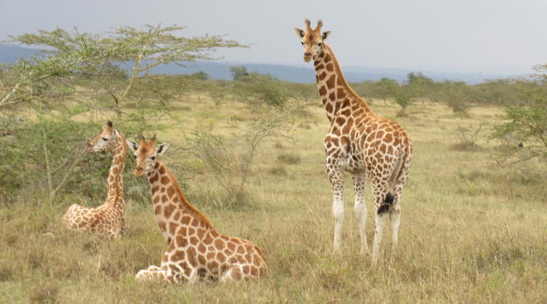 Rothschild giraffes spotted in the Soysambu Conservancy in Kenya Projects Abroad volunteers spot the Rothschild giraffe on their Conservation Project in Kenya